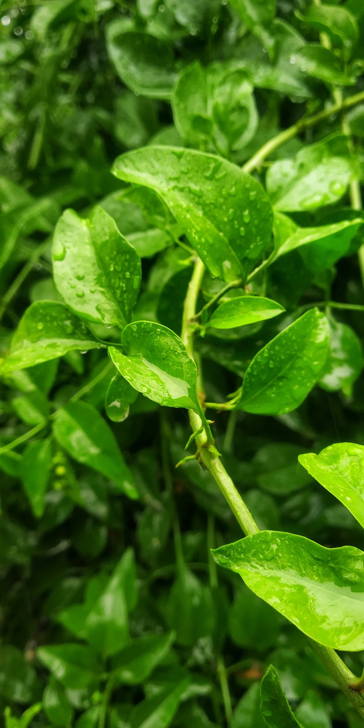 Rainy Leaves