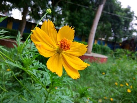 flower