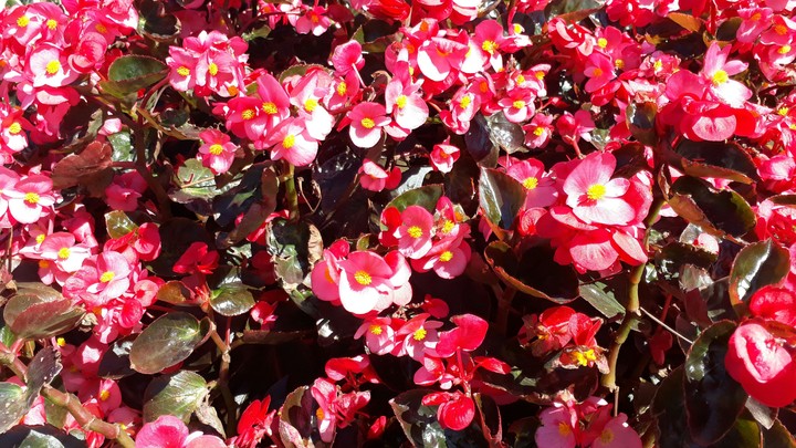 red flowers red love
