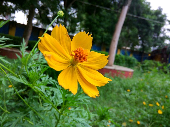 flower