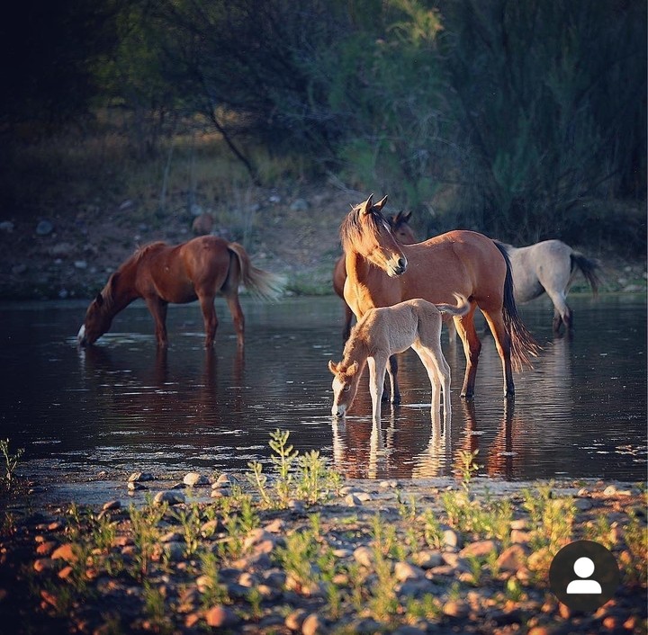 horses