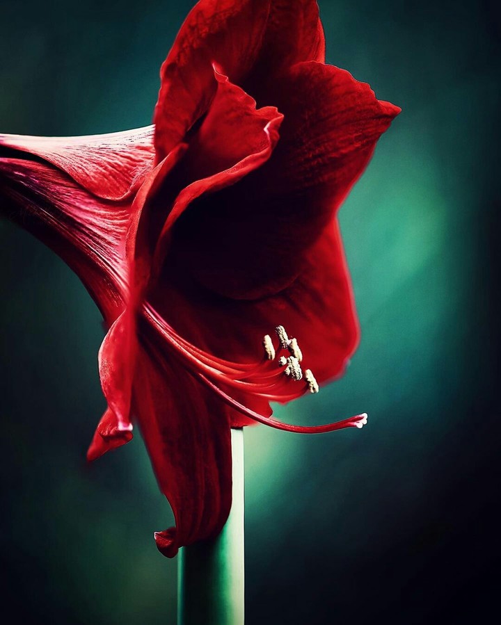 # Wallpaper of the Day ❤️