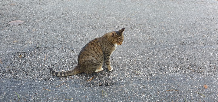 stray cat