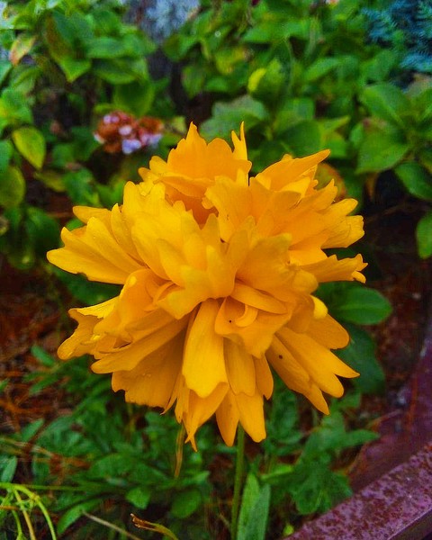 FLOWER