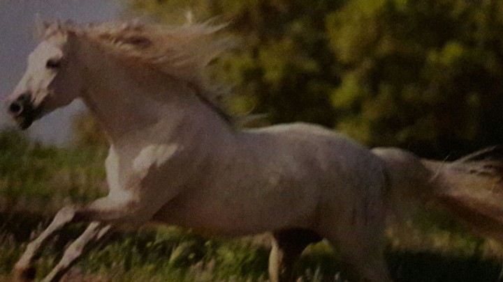 pferd