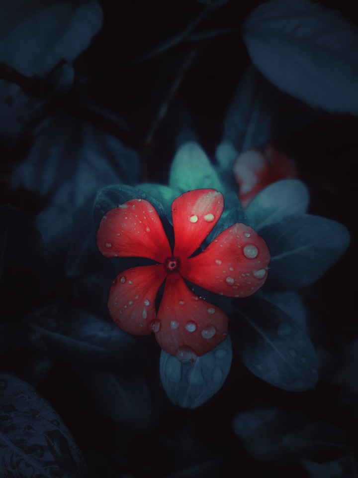 flower