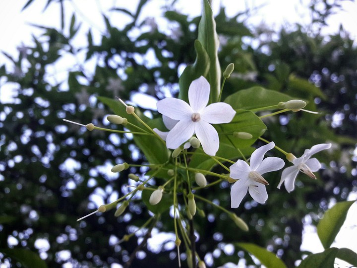hoàng hôn tắt nắng 