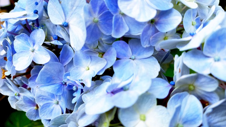 flower bunch