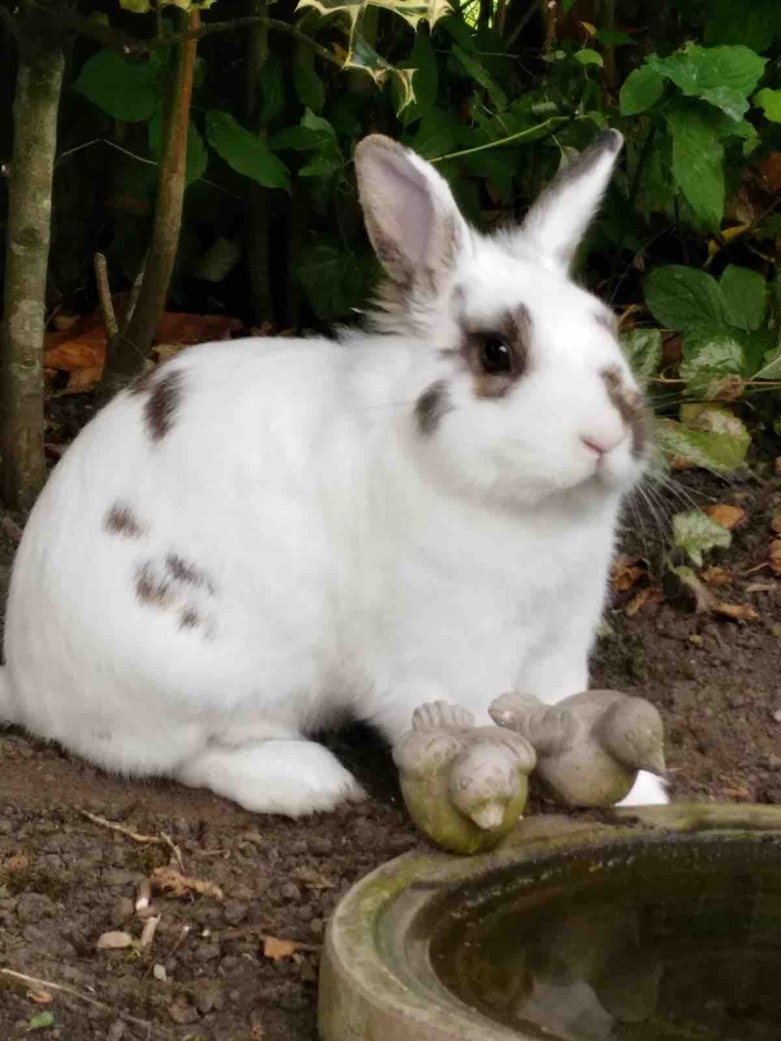 Cute bunny!