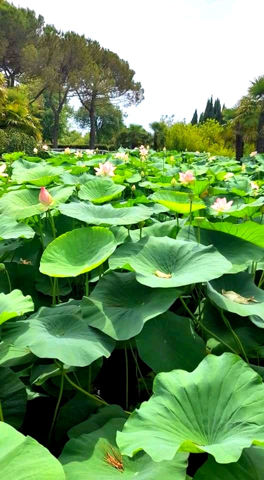 Nature's Beauty
