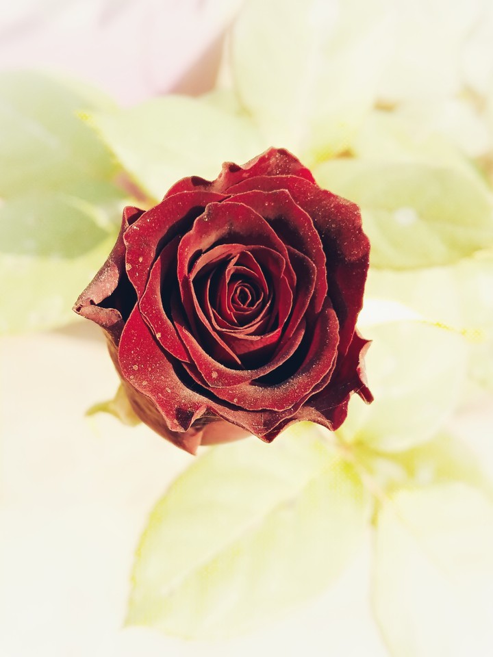 Rose love ♥️