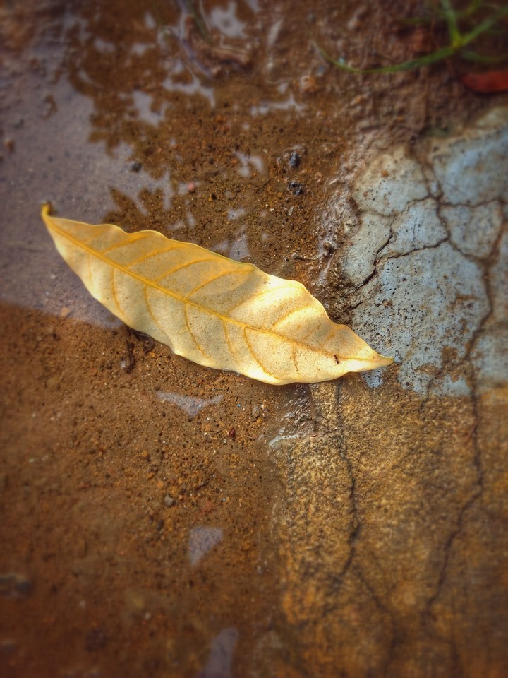 leaf