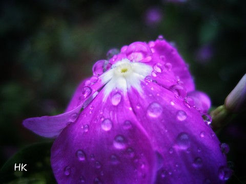 rain