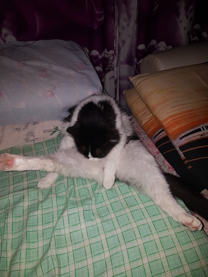 cat