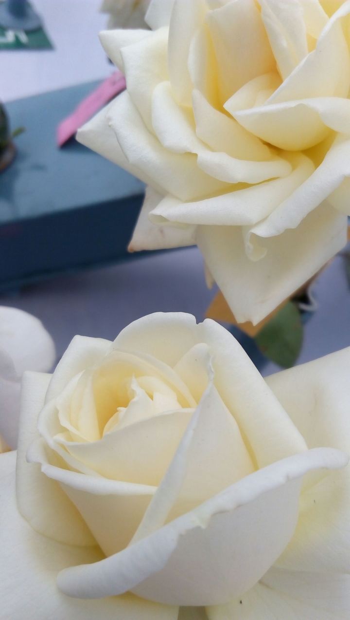Roses