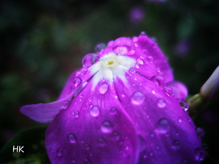rain
