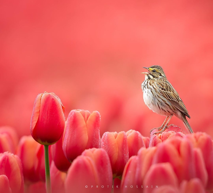 Bird .  Beauty .  flowers