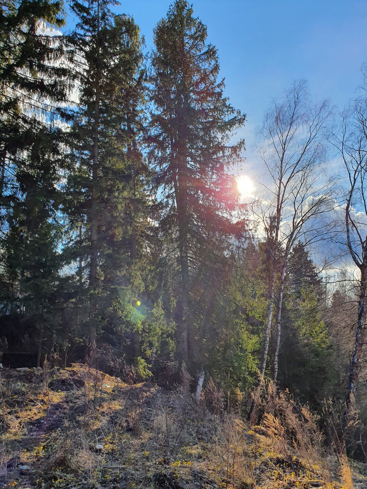 spring forest