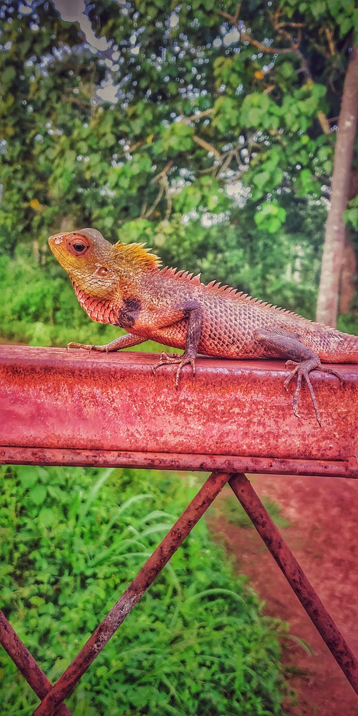 lizard