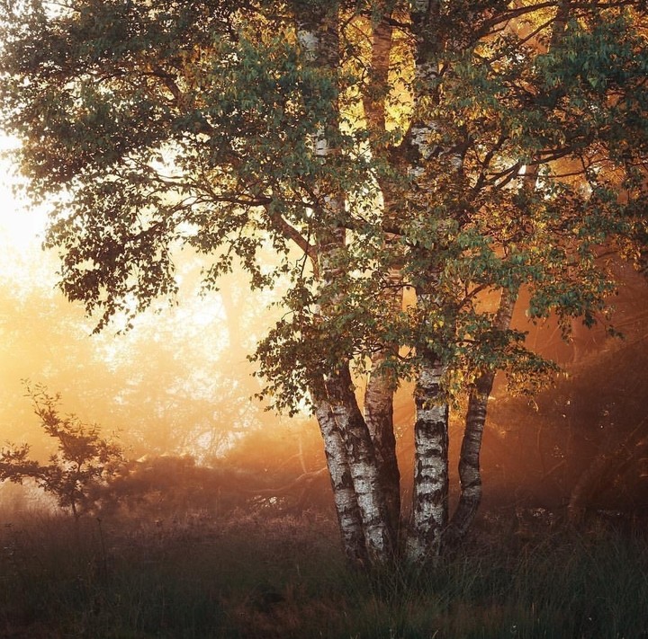 nature
