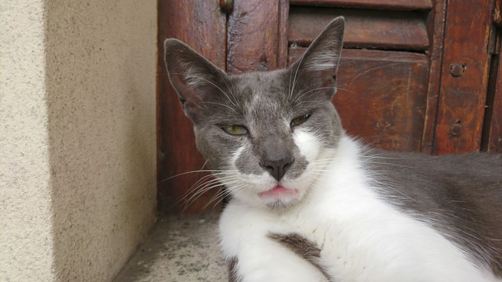 gato dormilon