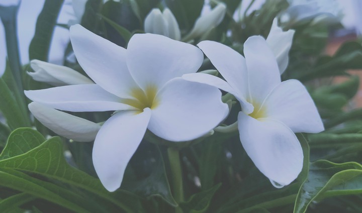 flowery