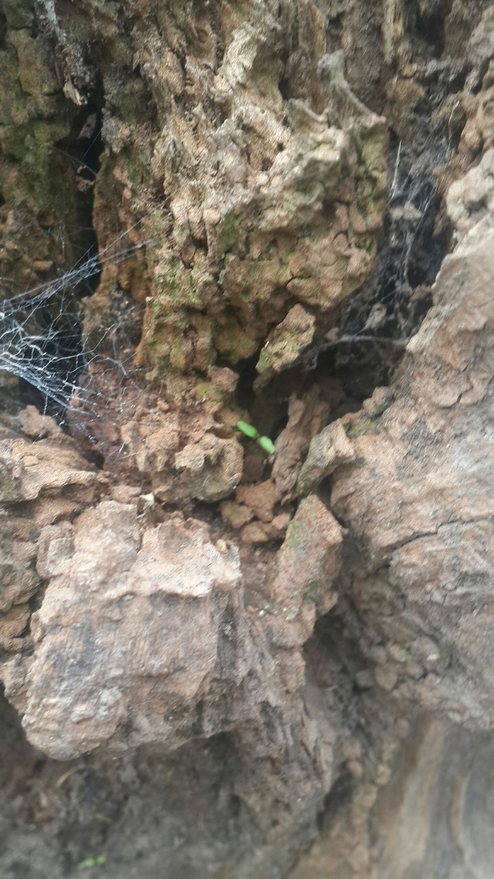naturaleza