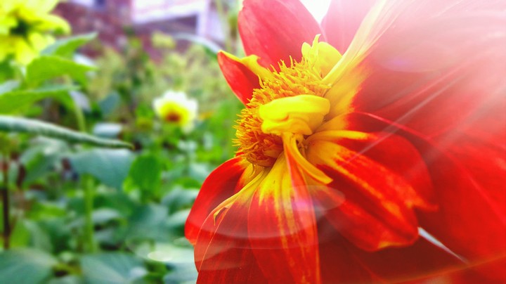 Flower