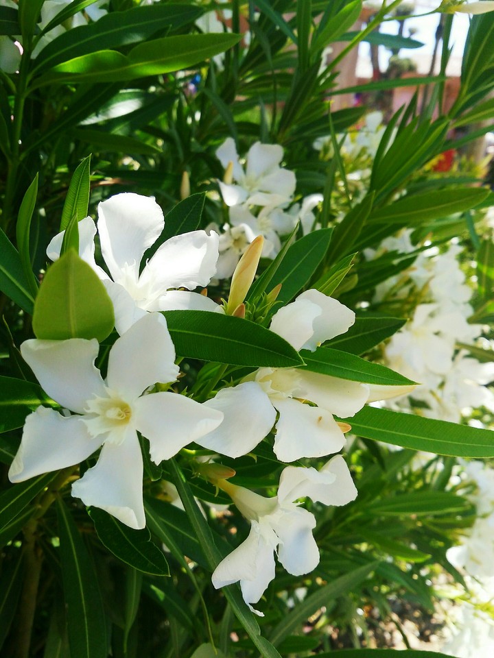 Flowers