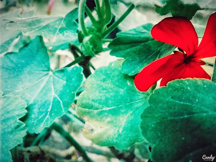 red flower.