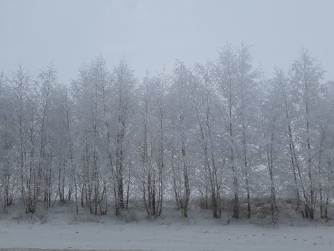 деревья в снегу