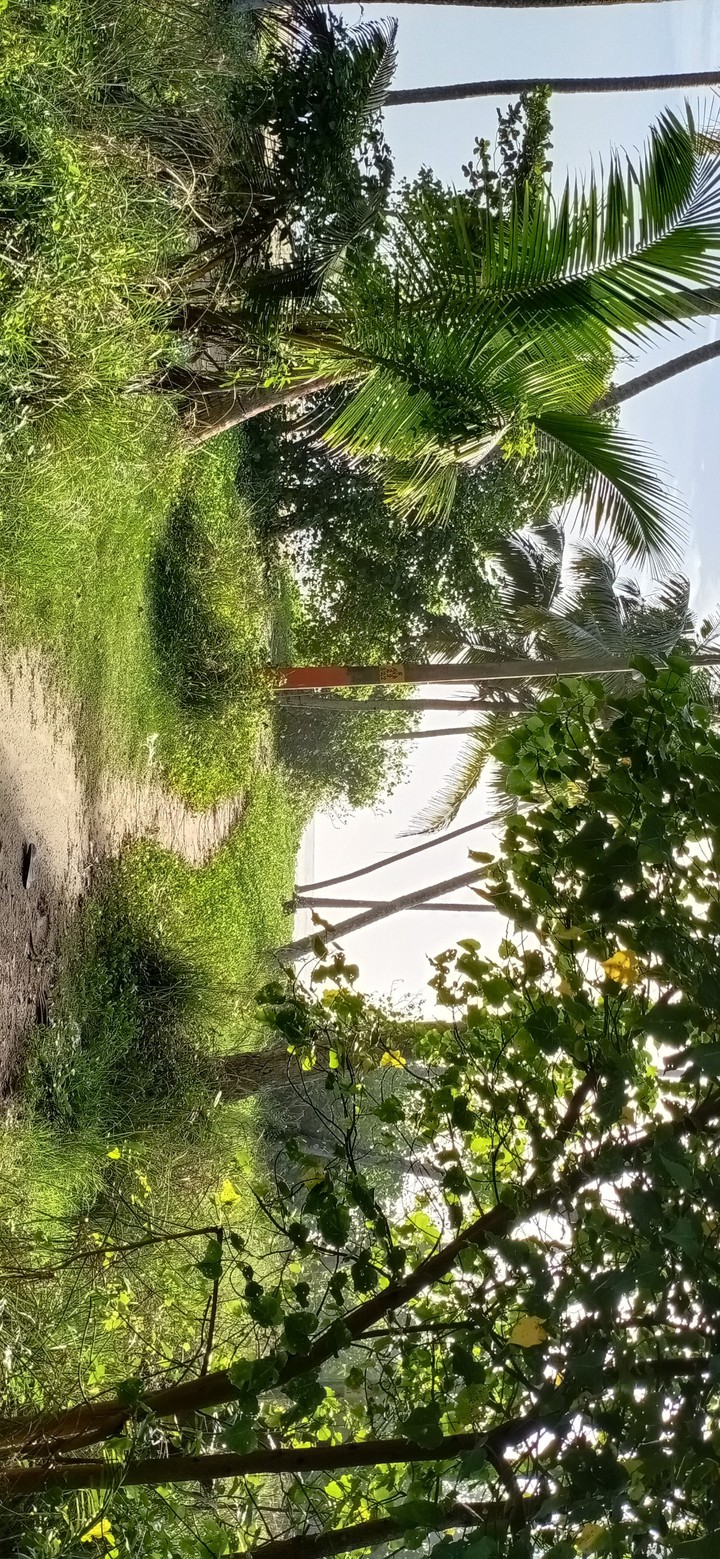 Beach green