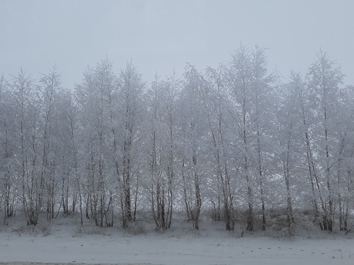 деревья в снегу