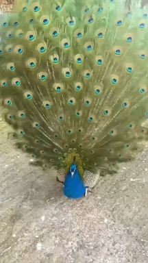 #Radhe