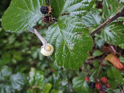 Herbstlich