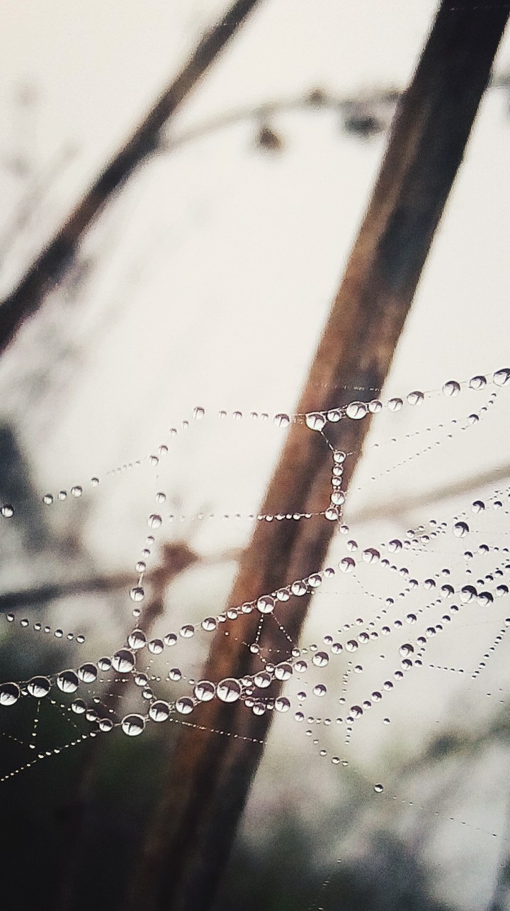 amazing snap