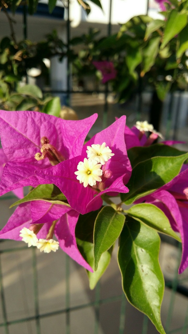 nice flower