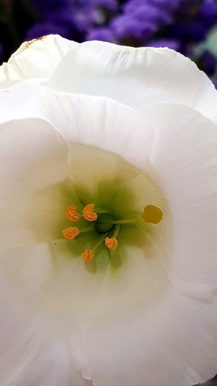 flower close-up