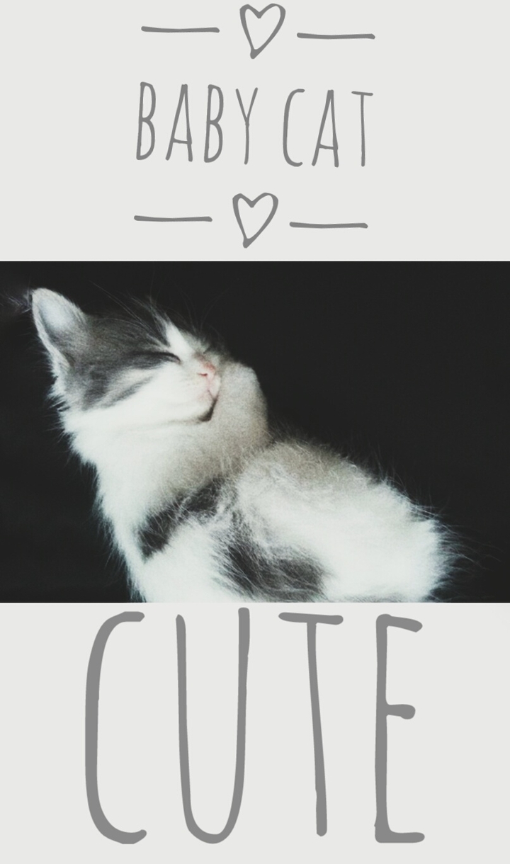 sweet cat