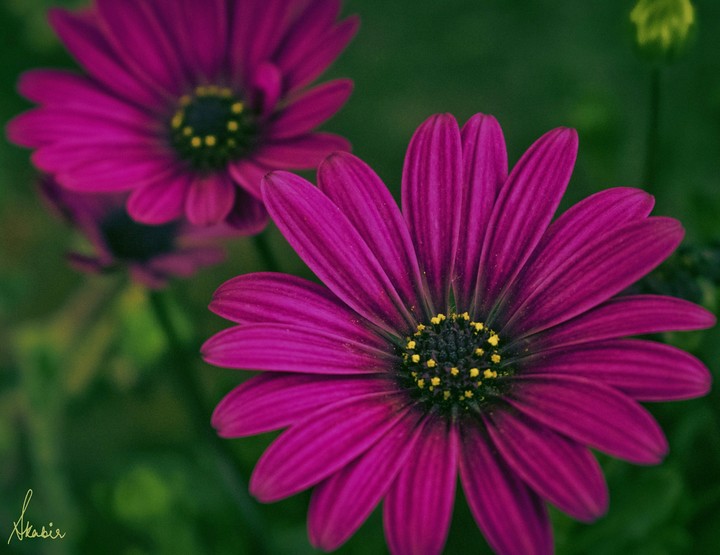 bloom where you are planted.