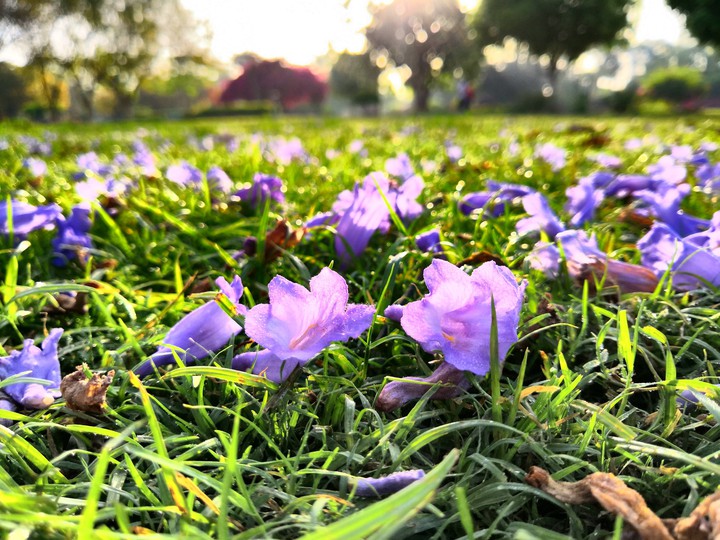 Morning Walk Among Purple Flowers