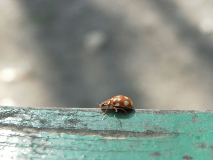 Biedronka