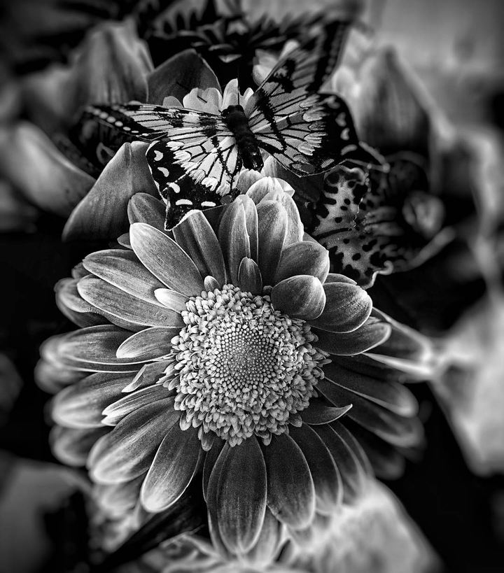 Flower black