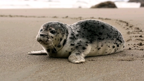 sea animal