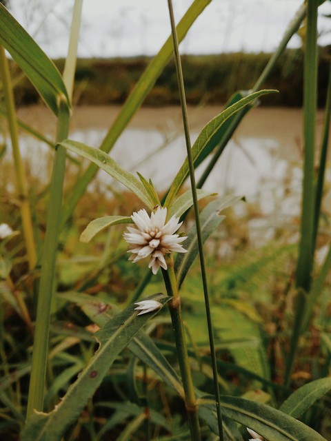 A Beautiful flower in the middle of the grass