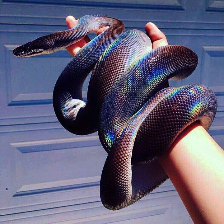 snake