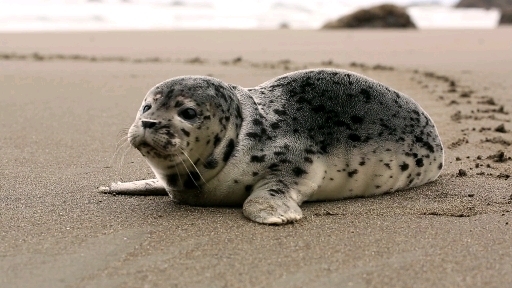 sea animal