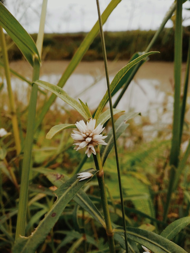 A Beautiful flower in the middle of the grass