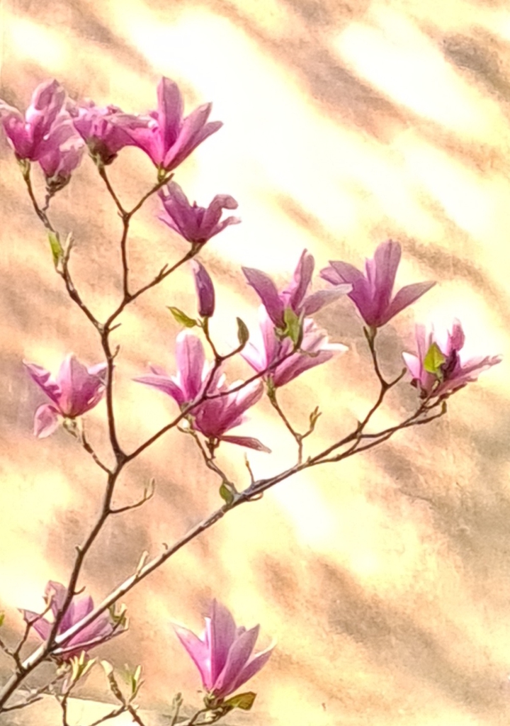 spring is coming