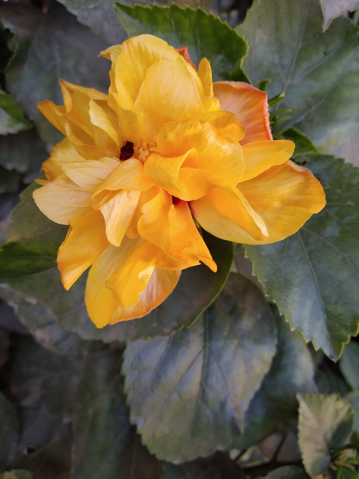 Hibiscus
